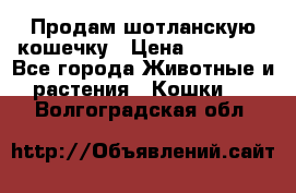 Продам шотланскую кошечку › Цена ­ 10 000 - Все города Животные и растения » Кошки   . Волгоградская обл.